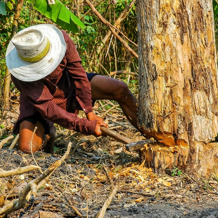 Giảm căng thẳng cây