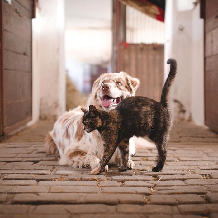 Tính ổn định Yên Nhật