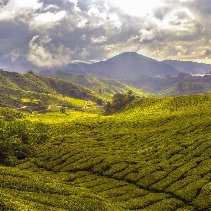Trồng khoai tây vùng núi
