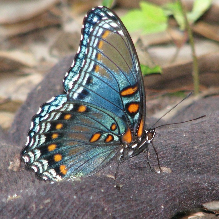 Mang thai sau vô sinh
