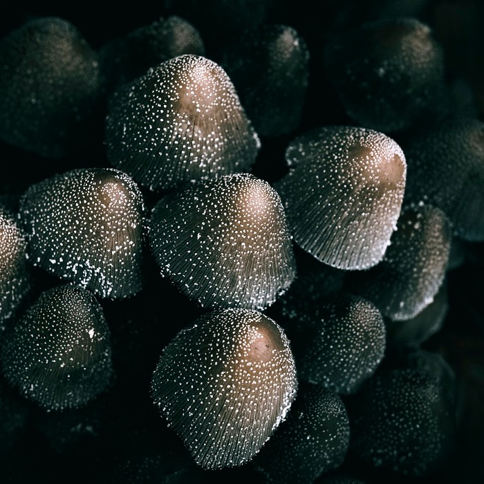 U xương lành tính