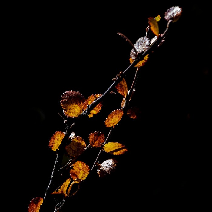 Tính cách Bạch Dương