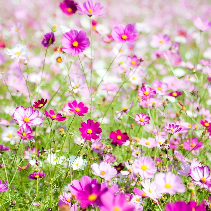 Cánh đồng hoa cosmos