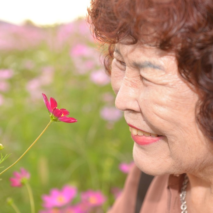 Hoa cosmos mùa thu