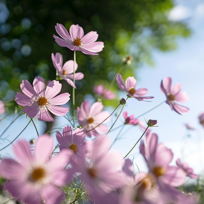 Sắc màu hoa cosmos