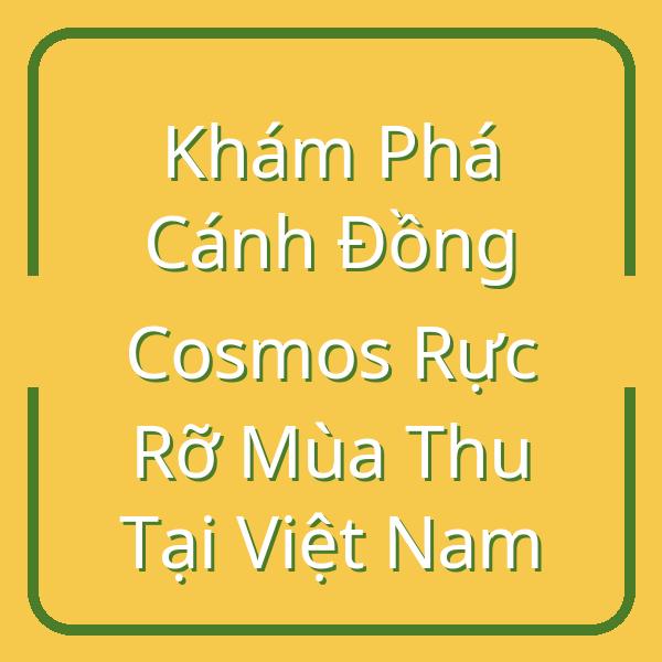 Khám Phá Cánh Đồng Cosmos Rực Rỡ Mùa Thu Tại Việt Nam