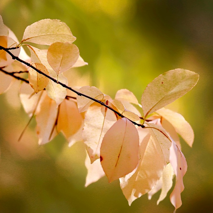Chương trình nhà ở thanh niên