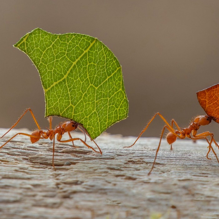Hành lá cắt nhỏ