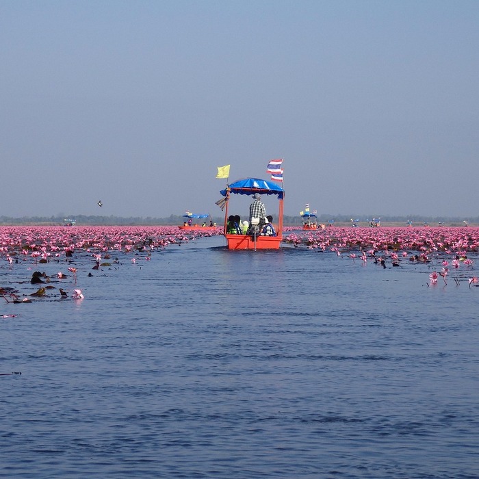 - sen đá nhiệt độ