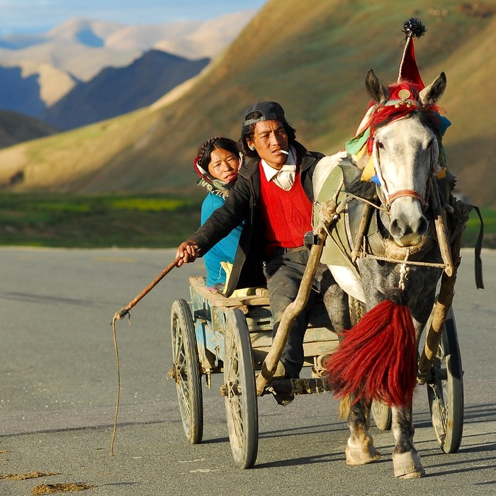 Hoa tang đa văn hóa
