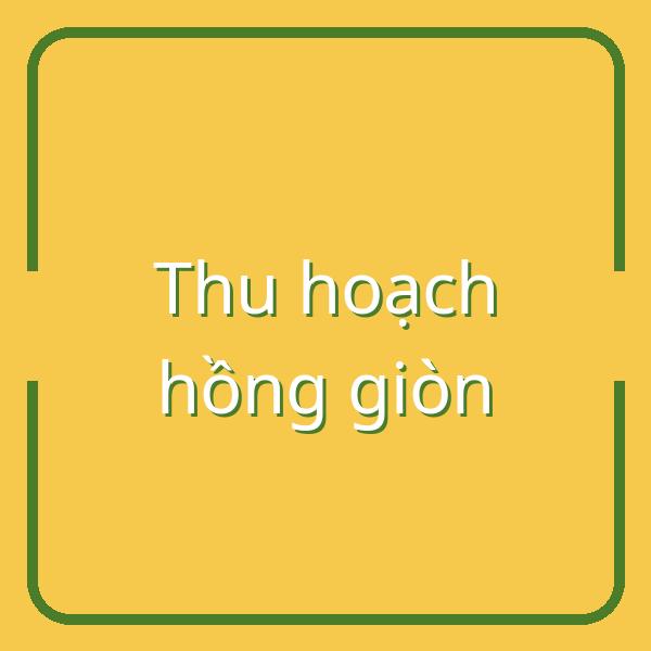 Hướng dẫn thu hoạch hồng giòn đúng thời điểm và cách làm hồng đỏ ngon tại nhà