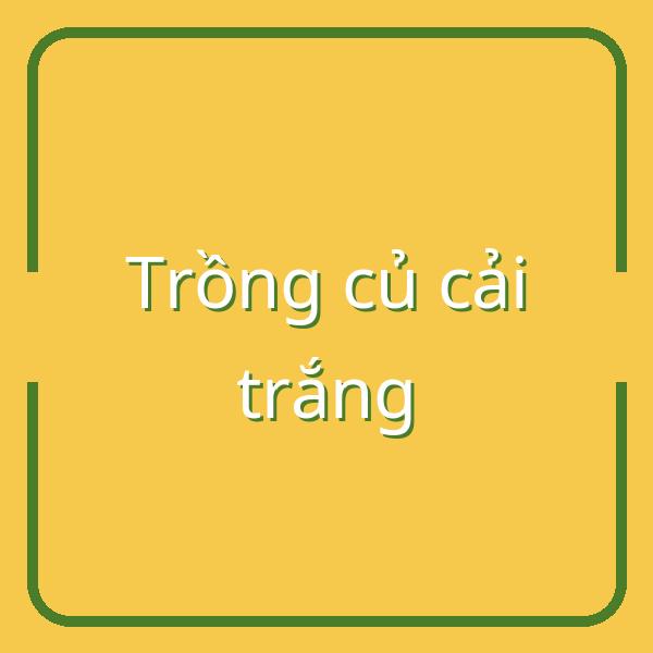 Hướng dẫn chi tiết thời vụ và kỹ thuật trồng củ cải trắng mùa xuân, mùa thu