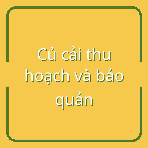 Hướng dẫn thu hoạch và bảo quản củ cải đúng cách cho mùa đông