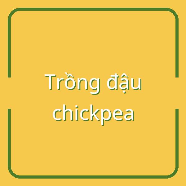 Hướng dẫn trồng đậu chickpea: Thời điểm và cách chăm sóc từ tháng 5 đến tháng 6