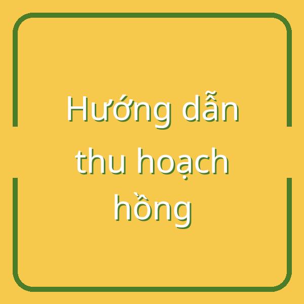 Hướng dẫn thu hoạch hồng giòn và cách làm hồng chín thơm ngon