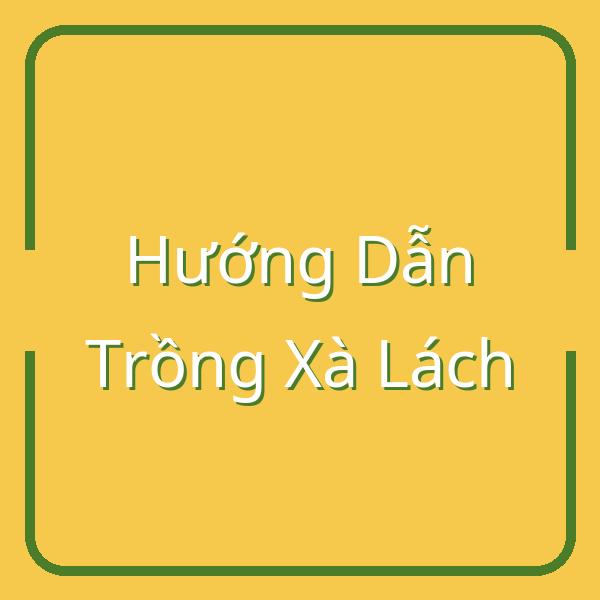 Hướng Dẫn Trồng Xà Lách: Thời Điểm, Phương Pháp và Kỹ Thuật Chăm Sóc
