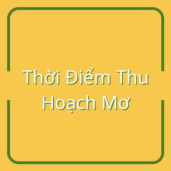 Khám Phá Thời Điểm Thu Hoạch Mơ và Lợi Ích Từ Enzyme