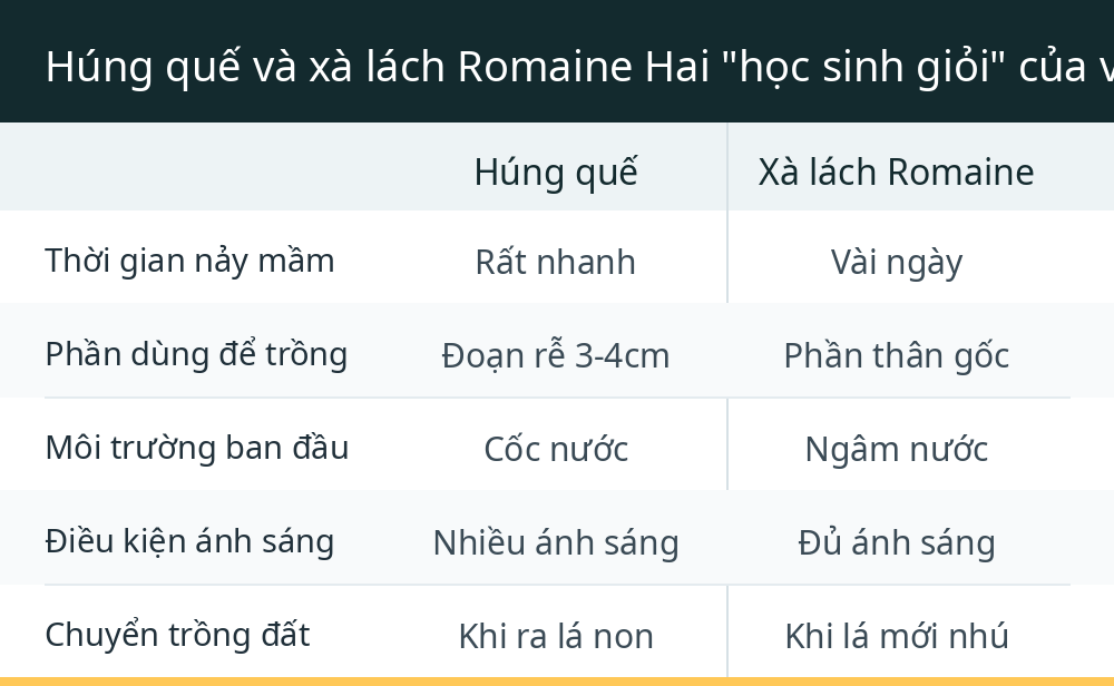 Húng quế và xà lách Romaine Hai "học sinh giỏi" của vườn nhà