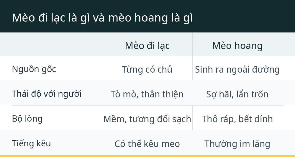 Mèo đi lạc là gì và mèo hoang là gì